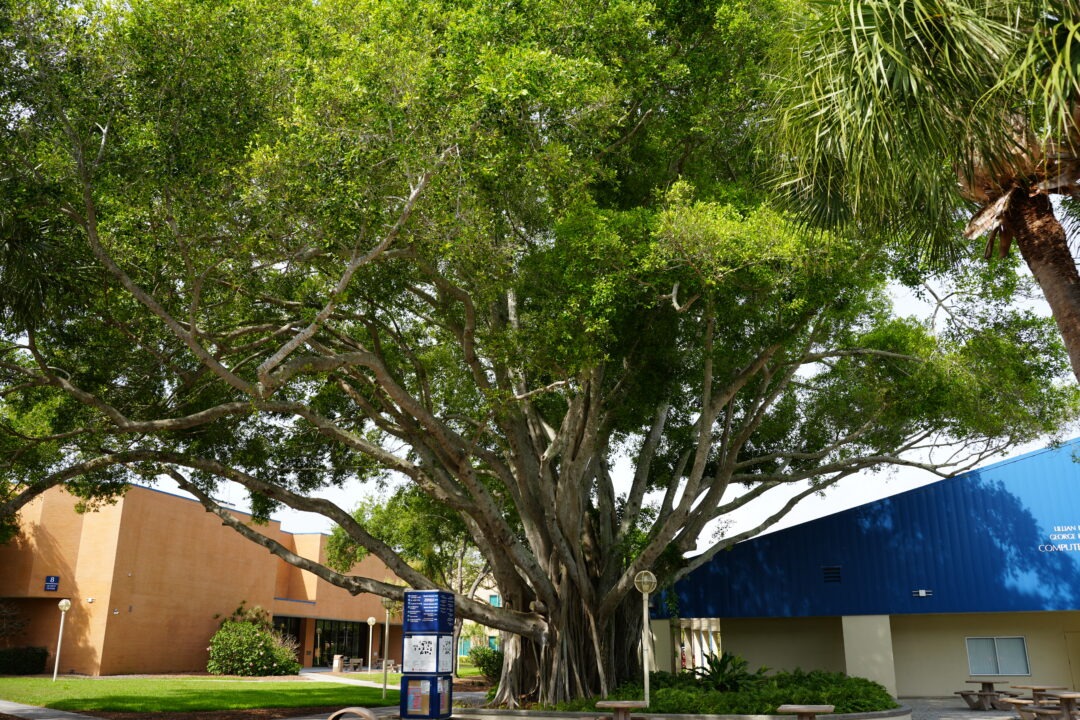 Banyan tree on campus, with academic buildings in the background.